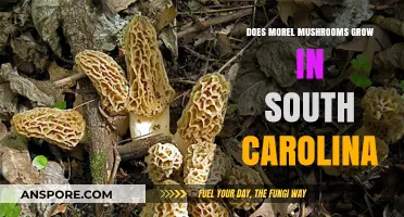 Do Morel Mushrooms Thrive in South Carolina's Forests?