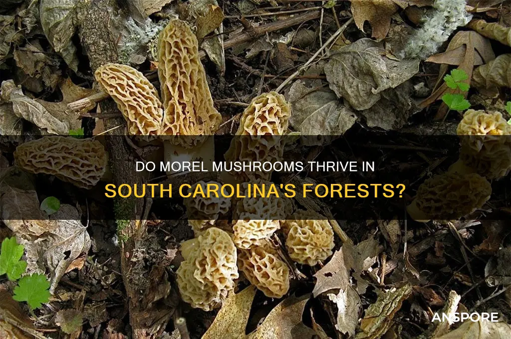 does morel mushrooms grow in south carolina