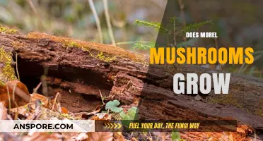 Do Morel Mushrooms Grow in Your Area? A Comprehensive Guide