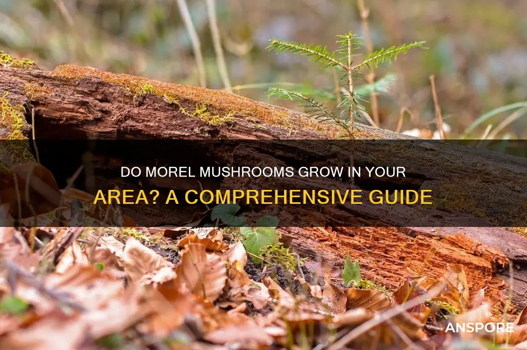 does morel mushrooms grow