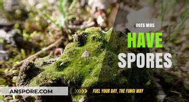 Do Moss Plants Produce Spores? Unveiling the Truth About Moss Reproduction