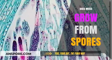 Unveiling the Mystery: How Moss Grows from Spores Explained