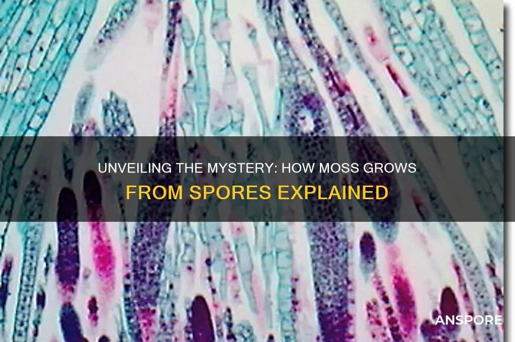 does moss grow from spores