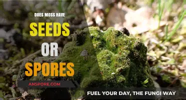 Moss Reproduction: Understanding Seeds vs. Spores in These Tiny Plants