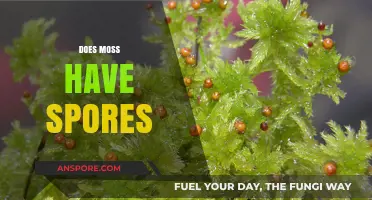 Unveiling the Truth: Does Moss Have Spores and How Do They Spread?