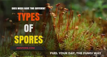 Exploring Moss Reproduction: Do Mosses Produce Two Distinct Types of Spores?