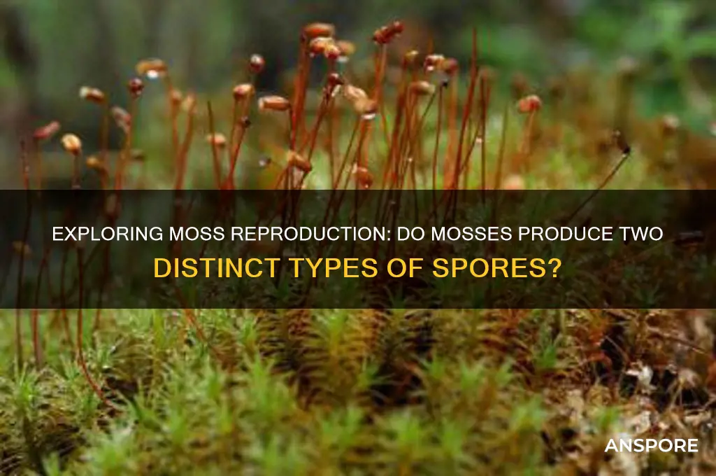 does moss have two different types of spores