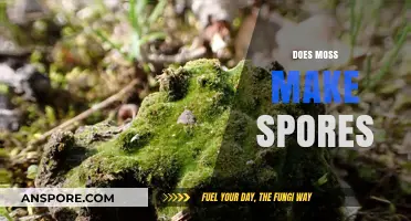 Does Moss Produce Spores? Unveiling the Truth About Moss Reproduction