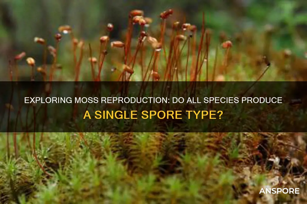 does moss produce one type of spore
