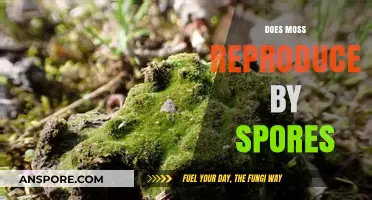 How Moss Reproduces: Unveiling the Role of Spores in Its Life Cycle
