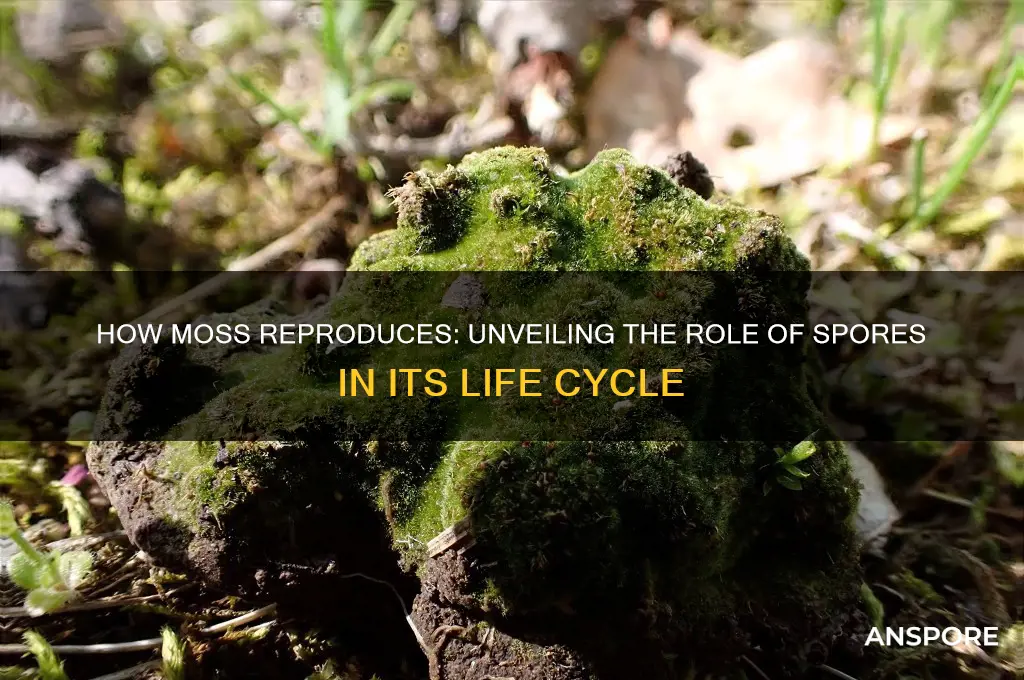 does moss reproduce by spores