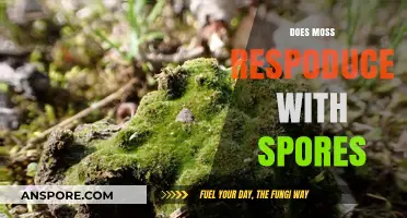 How Moss Reproduces: Understanding the Role of Spores in Growth