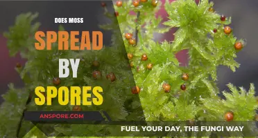 How Moss Spreads: Understanding the Role of Spores in Growth