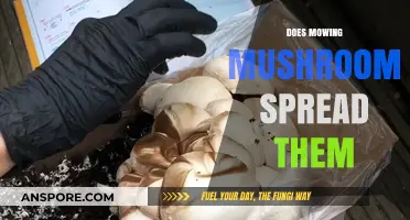 How Mowing Affects Mushroom Spread in Your Lawn
