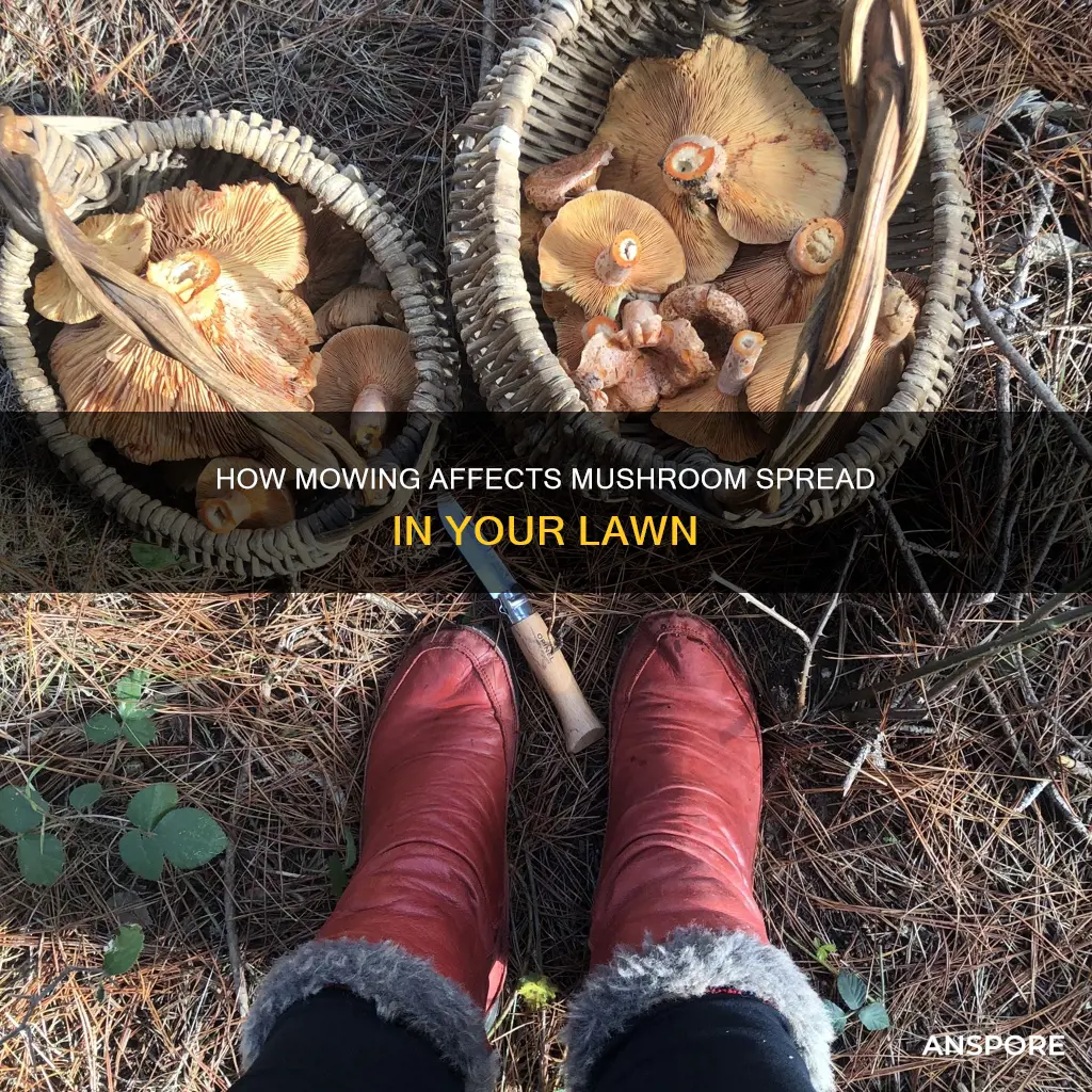 does mowing mushrooms spread them