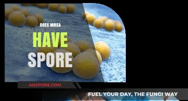 Does MRSA Produce Spores? Unraveling the Myth and Facts