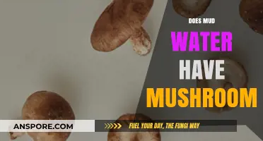 Mushrooms in Mud Water: A Natural Phenomenon?