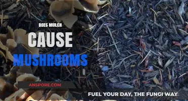 Mulch and Mushrooms: What's the Connection?