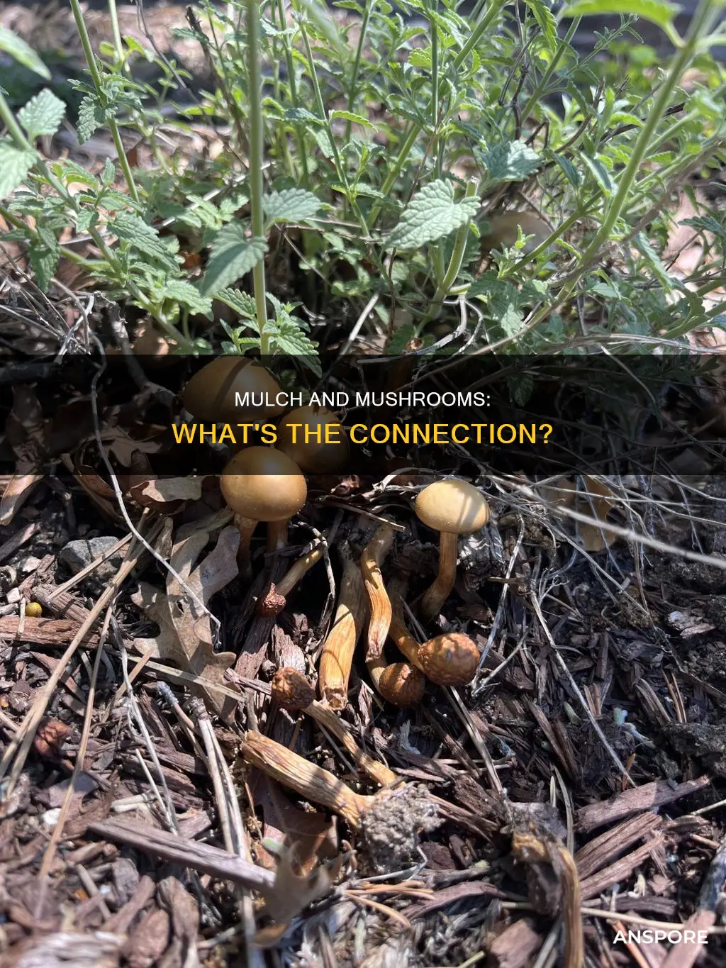 does mulch cause mushrooms