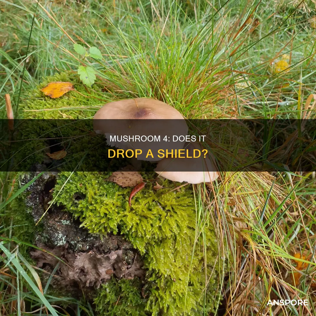 does mushroom 4 drop shield
