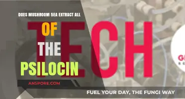 Extracting Psilocin: Does Mushroom Tea Measure Up?