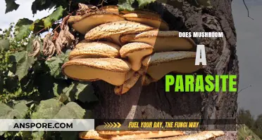 Mushrooms: Friend or Foe?
