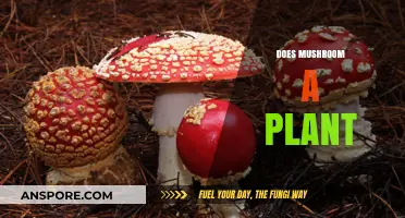 Mushrooms: Are They Plants or Not?
