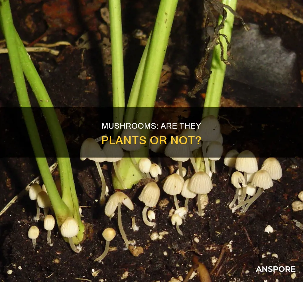 does mushroom a plant