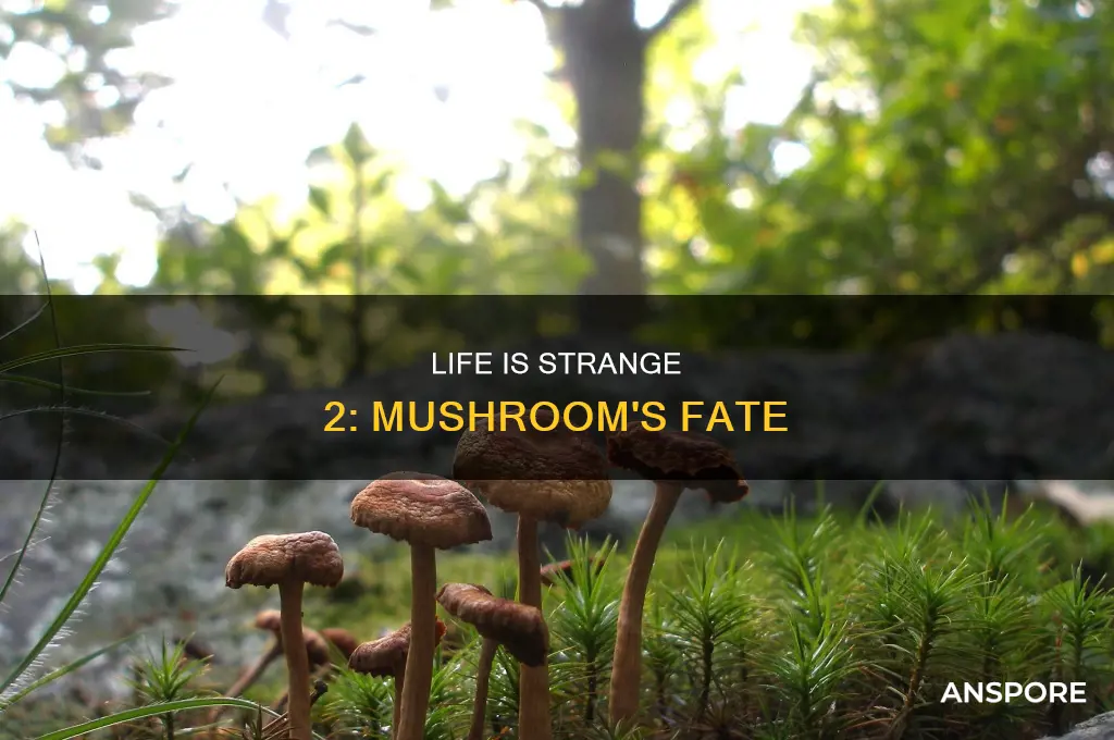 does mushroom always die in life is strange 2