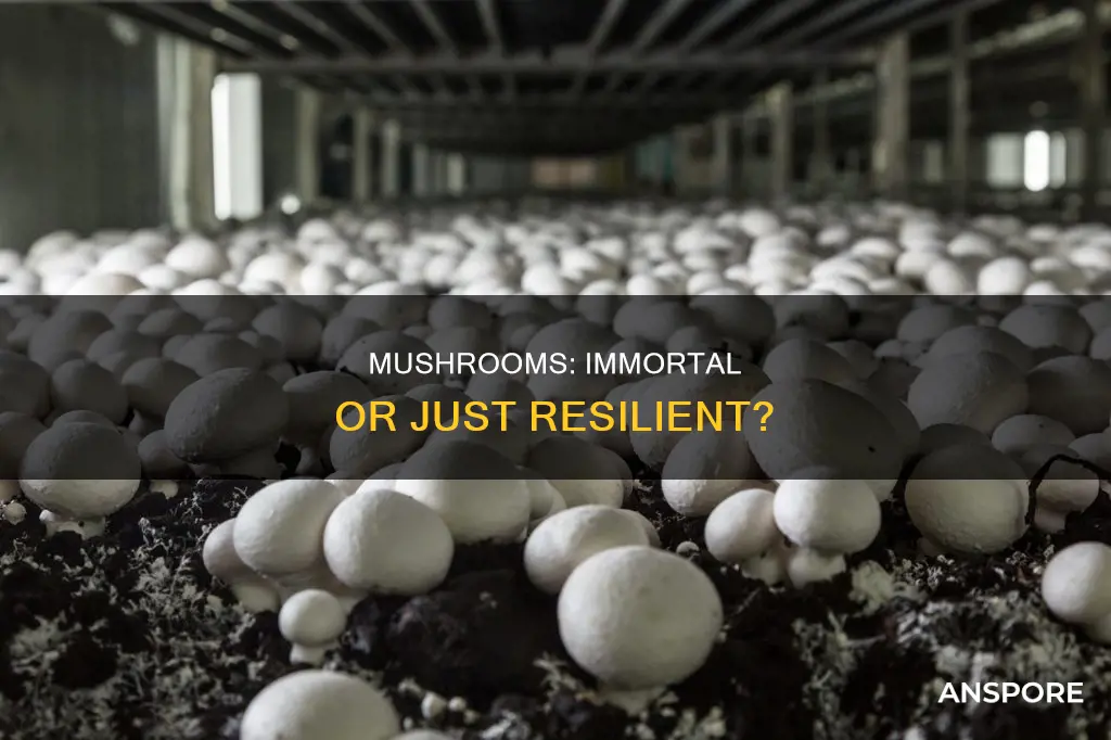 does mushroom always die