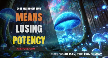 Mushroom Color: Does Blue Mean Loss of Potency?