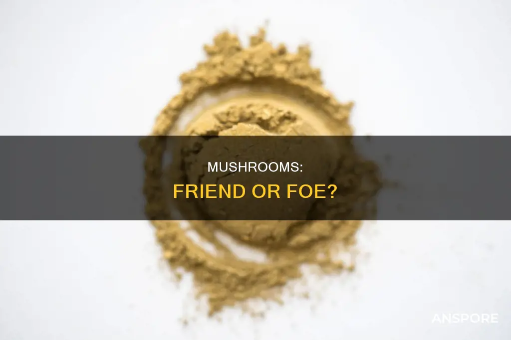 does mushroom cause allergy