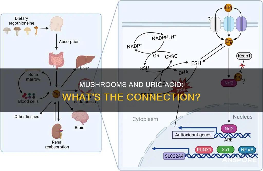 does mushroom cause uric acid