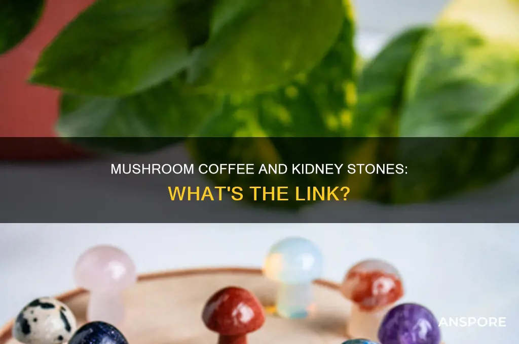 does mushroom coffee cause kidney stones