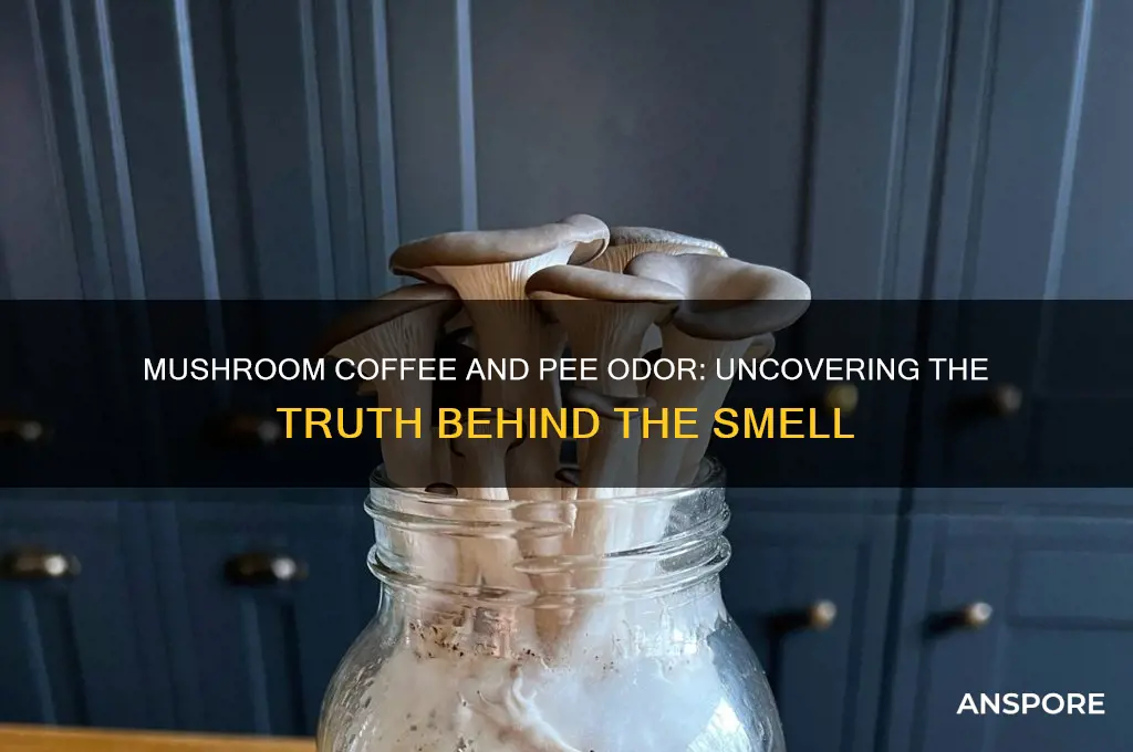 does mushroom coffee make your pee smell