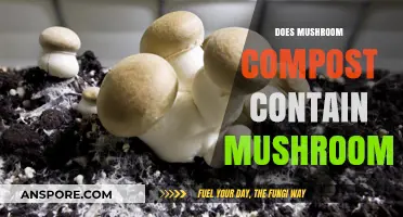 Mushroom Compost: Does It Contain Actual Mushrooms?
