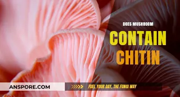 Mushroom Mystery: Do They Contain Chitin?