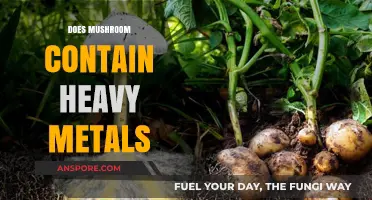 Mushrooms and Heavy Metals: What's the Truth?