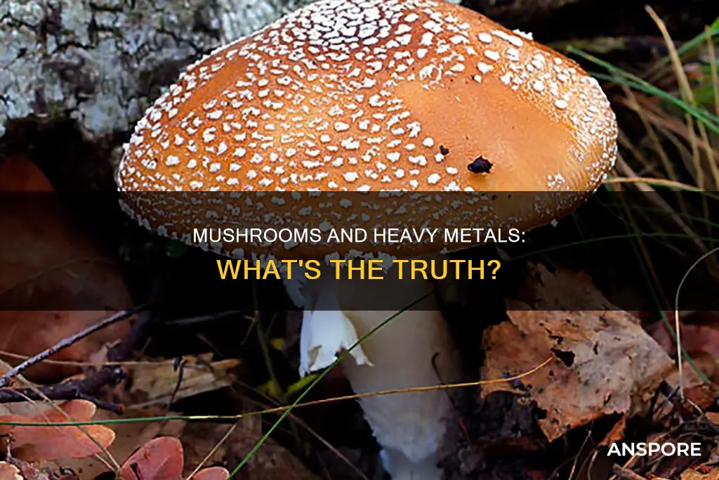 does mushroom contain heavy metals