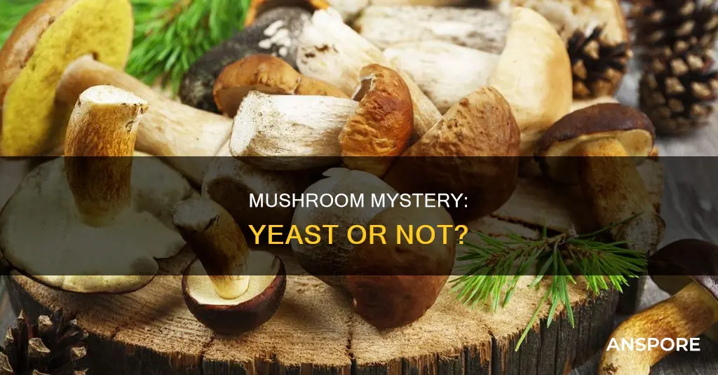 does mushroom contain yeast