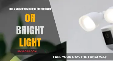 Mushroom Coral: Light Preferences and More