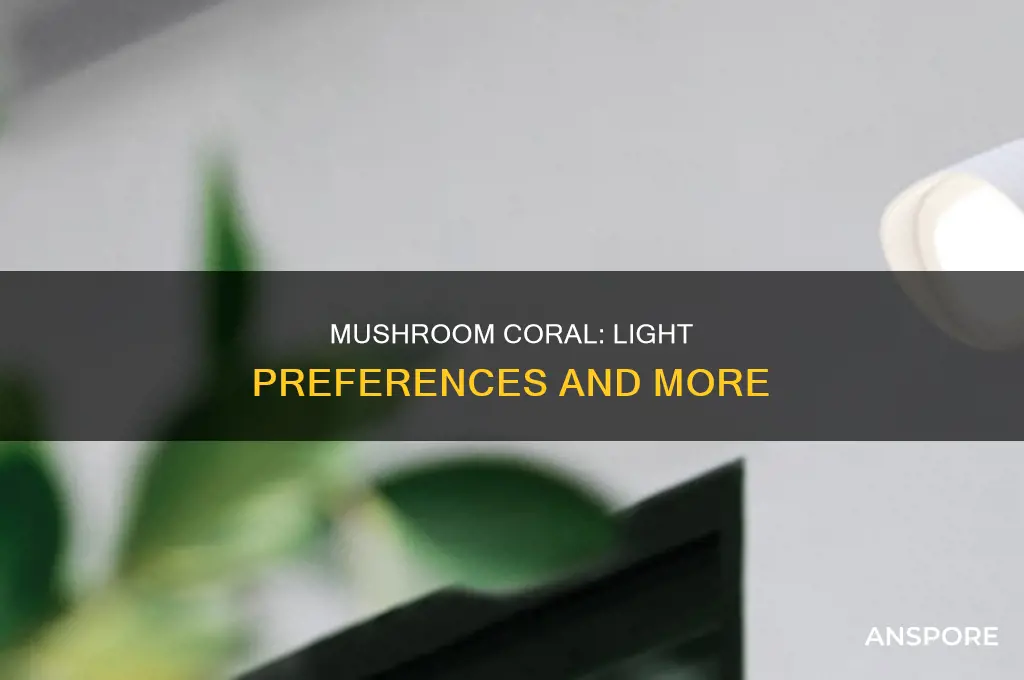 does mushroom coral prefer dark or bright light