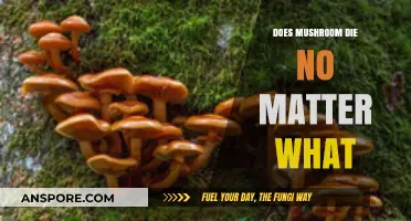 Mushrooms: Immortal or Mortal?