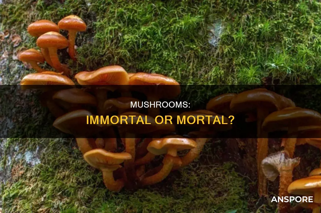 does mushroom die no matter what