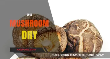 How Mushrooms Dry: Techniques and Tips