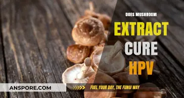Mushroom Extract: A Natural Cure for HPV?