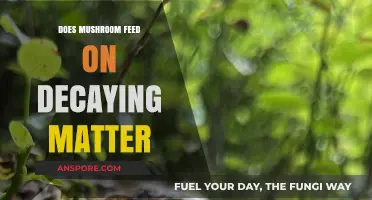 Mushrooms: Nature's Decaying Matter Recyclers