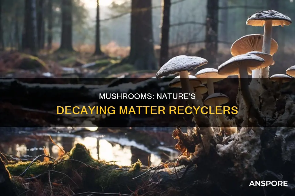 does mushroom feed on decaying matter