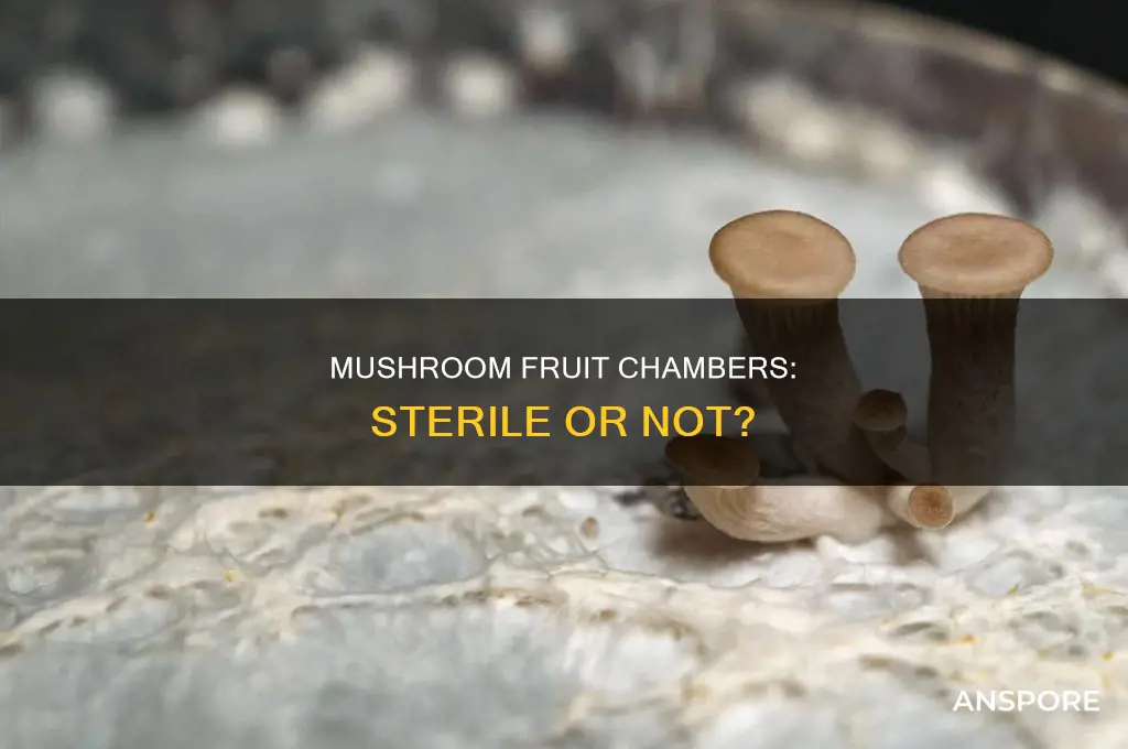 does mushroom fruit chamber need to be sterile