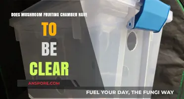 Mushroom Fruiting Chambers: Clear Containers Necessary?